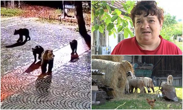 Urșii terorizează o comună din Mureș. Sfâşie animalele oamenilor, care se tem că vor deveni chiar ei pradă