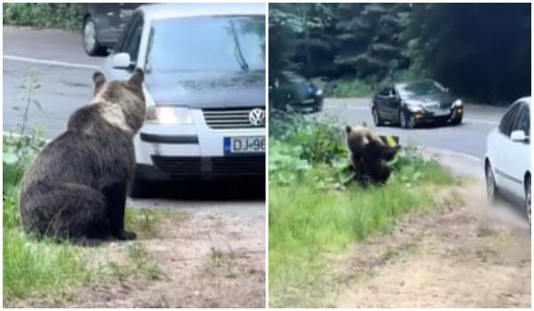 Un urs "evită" în ultima clipă să fie călcat de maşină, în Argeş. Imaginile care au revoltat Internetul