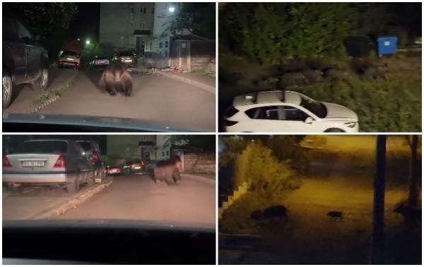 Animalele sălbatice au invadat marile orașe: Urși la Brașov, mistreți la Cluj
