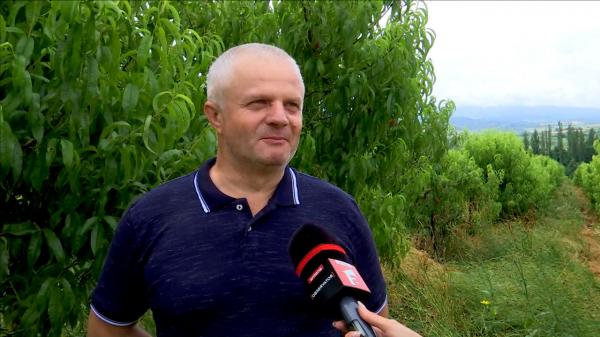 Caisele şi piersicile, la control. Testul pesticidelor arată dacă fructele sunt cu adevărat "româneşti"