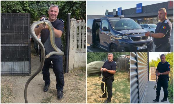 Șerpi mari, prinși în Mehedinți. Unul a ajuns în podul unei case, altul a apărut lângă un centru comercial