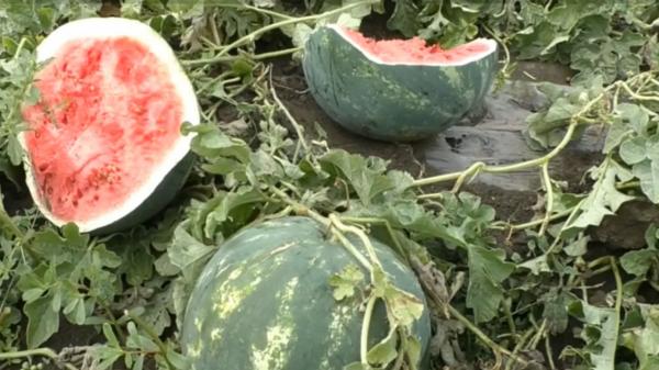 O turmă de oi a distrus o cultură de pepeni în doar 30 de minute, în Mehedinţi. Pagube de mii de euro