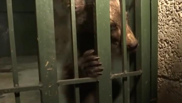 Unul dintre puii de urşi rămaşi orfani pe Transfăgărășan, salvat și dus la adăpostul Zărnești