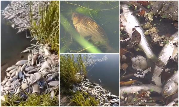 Dezastru ecologic pe Bega. Sute de pești morţi plutesc în zona ecluzei de la Sânmihaiu Român