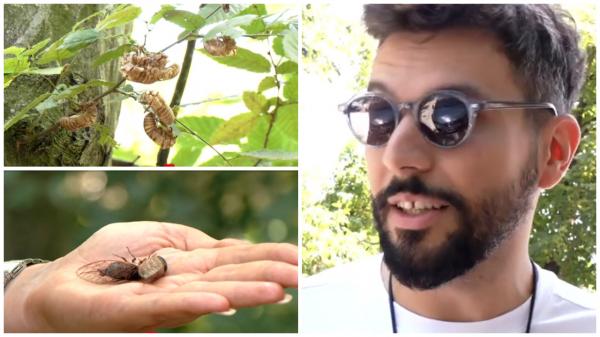 Ce sunt cicadele, insectele zgomotoase care au împânzit mai multe zone din Capitală. "Nu par periculoase"