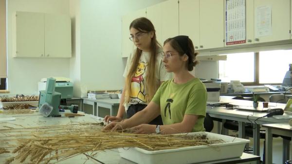 Câţi bani iau lunar studenţii care au prins posturi la internshipul de vară al facultăţii. E bătaie pe locuri