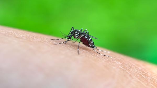 De ce unii oameni sunt ciupiți mereu de țânțari, iar alții scapă de fiecare dată