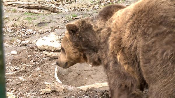 Prima staţiune montană care va fi înconjurată cu garduri electrice împotriva urşilor