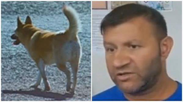 Copilaş de 3 ani din Galaţi, sfâşiat de câinii vagabonzi. Rudele, în stare de şoc: "Îl văd mâncat, căzut jos"