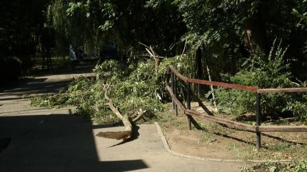 Grădina Zoologică din București, închisă după furtuna violentă. Aproape 40% din vegetație, distrusă