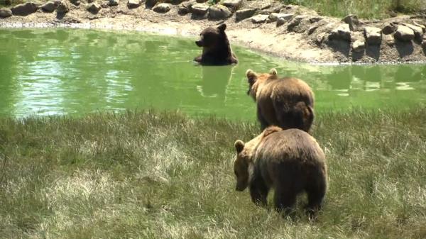 Controversă pe numărul urșilor din România. Câte exemplare există în țară