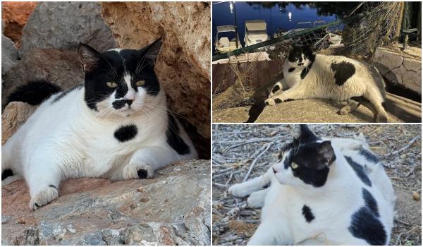 Chonkus Maximus, motanul care a ajuns atracţie turistică în Creta. Vizitatorii îl caută pe Google Maps