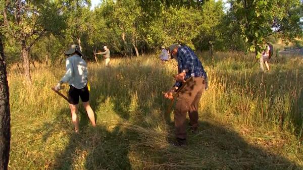Reacţia turiştilor străini veniţi să cosească pe pajiştile din Banat: "Cunoaştem oameni care încă fac asta"