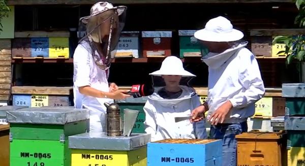 Apicultura românească, în colaps. Producția de miere s-a înjumătăţit, cea de salcâm a dispărut complet