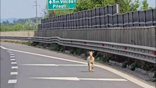 Zeci de maşini blocate pe autostrada A1, din cauza unei turme de iezi scoasă la păscut