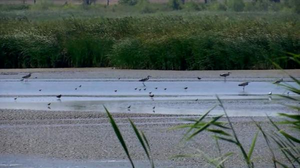 Seceta amenință un lac protejat din Satu Mare: 150 de specii de păsări, în pericol