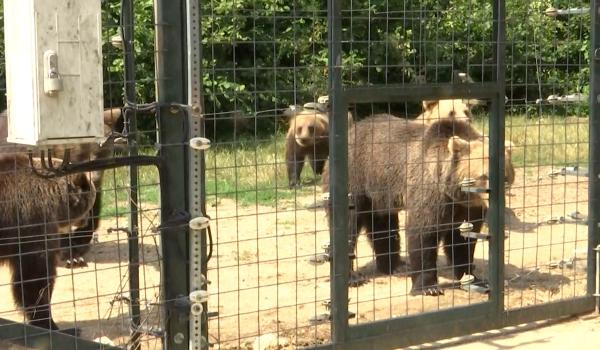 Locul din România unde oamenii pot adopta virtual un urs sălbatic. Costă doar 25 de lei pe lună