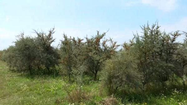 Fructul supranumit "ginsengul românesc" care are beneficii uriaşe pentru sănătate. Un kilogram costă 35 de lei