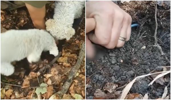 Delicatesa din Iaşi care se vinde în Italia cu 350 de euro bucata. Tot mai mulţi români le culeg