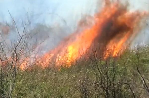 Un incendiu din vegetaţie pornit din pădure s-a extins la o gospodărie din Mehedinţi şi a făcut-o scrum