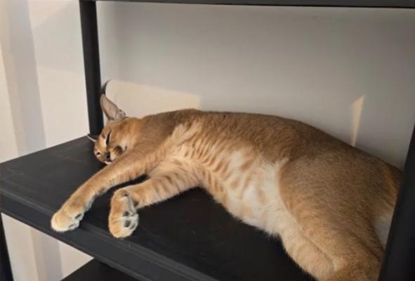 Panică în Fălticeni: un râs a fost scăpat din lesă. Stăpânul îi luase din Polonia, ca animal de companie