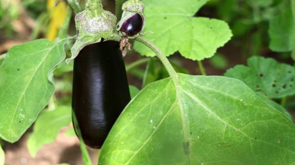 Legume cumpărate direct de pe câmp sau fructe proaspete culese pe loc, noua modă