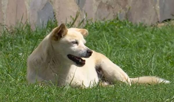 Paco, câinele care îşi aşteaptă stăpâna în faţa unui spital din Maramureş. Femeia a murit acum 5 ani