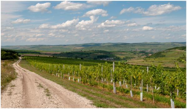 Drumul Vinului atrage tot mai mulți turiști români. Preţul pentru o noapte la conac și o degustare de vinuri