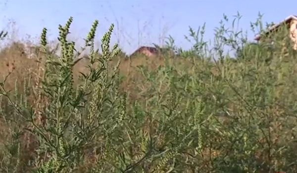 Luna septembrie, critică pentru alergicii la ambrozie. Cum poate fi tratată