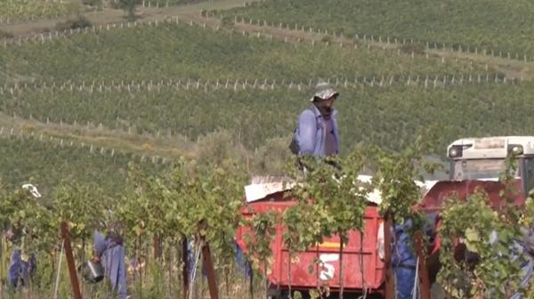 Sute de muncitori nepalezi au venit la Jidvei pentru un trai mai bun. Trimit toți banii acasă