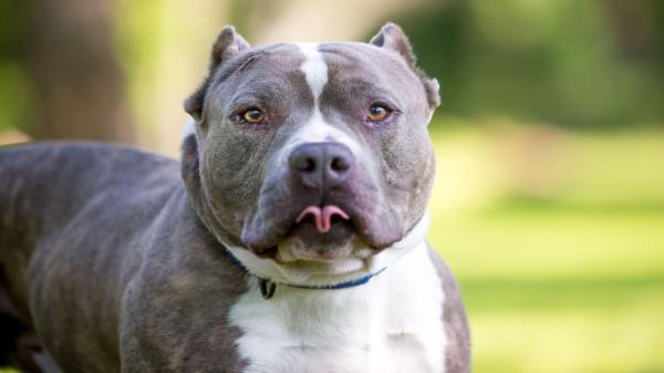 Filmul atacului din Caraş Severin, unde o bătrână a fost ucisă de câinele familiei. Animalul a fost eutanasiat