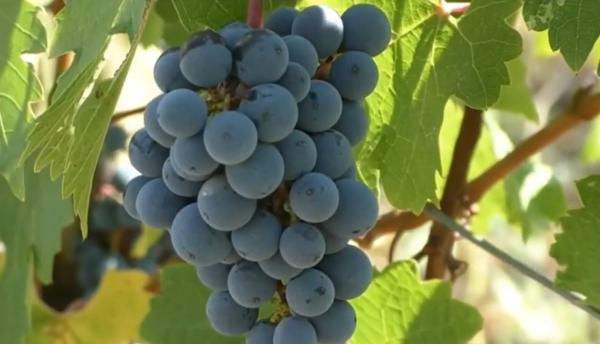 Producţia de struguri din sudul Mehedinţiului, cea mai slabă din ultimii 20 de ani. Viile, lovite de grindină