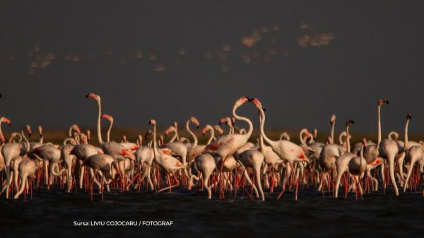 Spectacol în rezervația Deltei. Zeci de păsări flamingo au fost surprinse pe apele lacului Nuntaşi