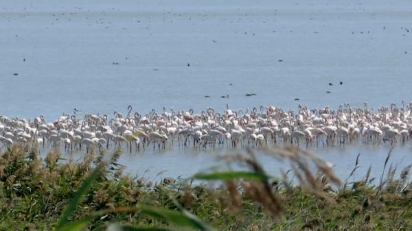 Ecosistemul din Delta Dunării aflat la un pas de dispariţie. Seceta ar fi de vină