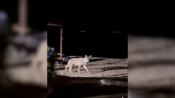 Incident șocant pe o plajă din Grecia. O fetiță de 5 ani a fost atacată de un lup în Halkidiki