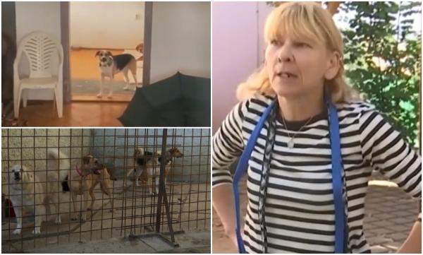 "Un coşmar!" Vecini îngroziţi de o chiriaşă care creştea 27 de câini într-o casă de 80 de mp, la Braşov