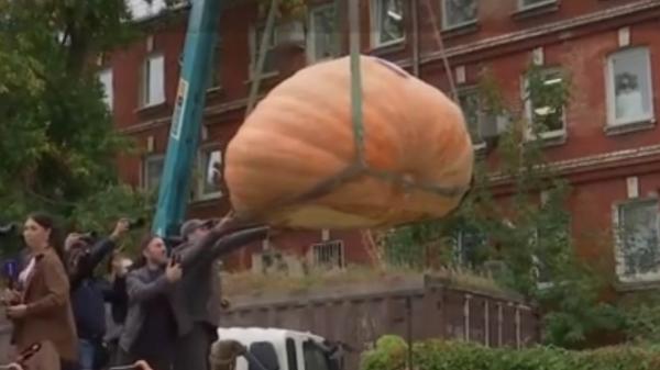 Cum arată dovleacul gigant, de 969 kg, pe care fermierii ruşi l-au crescut timp de 6 luni