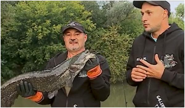 Concurs de trei zile şi trei nopţi pe Mureş. Peste 100 de pescari s-au luptat pentru cel mai mare somn din râu