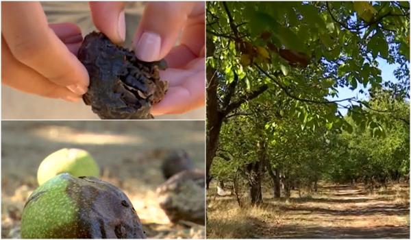 Producţia de nuci în România s-a înjumătăţit faţă de anul trecut, din cauza temperaturilor extreme