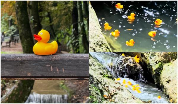 1.500 de rățuște s-au întrecut într-o cursă caritabilă la Brașov. Fondurile merg către Spitalul de Pediatrie