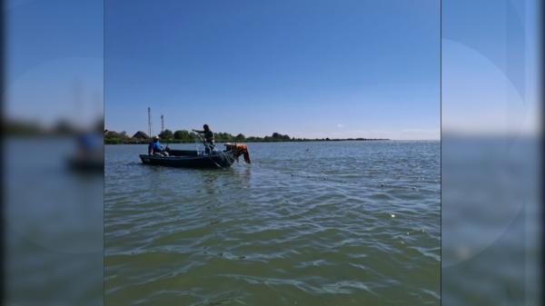 Specia care s-a înmulţit rapid în Marea Neagră. Considerată delicatesă în SUA, se vinde cu 100 de dolari