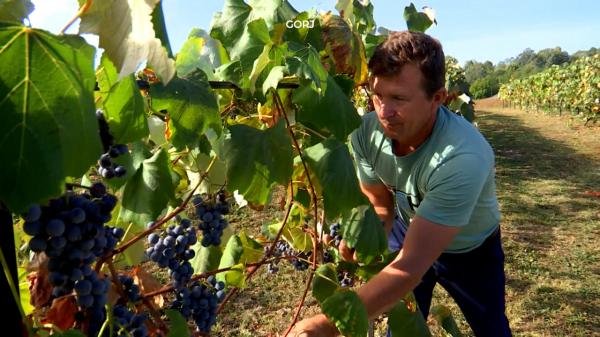 Producţie record de struguri în Gorj: cantitate aproape triplă faţă de anul trecut