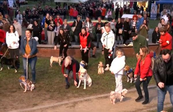 Primul oraş din România care ar putea deveni pet friendly