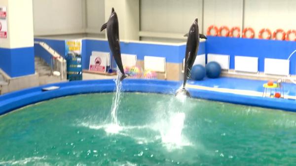 Delfinariul din Constanţa ar putea rămâne fără delfini. Ni Ni, ultima vedetă a spectacolelor