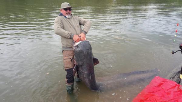 Captură impresionantă pe râul Mureş. Un pescar a prins un somn de 2,5 metri