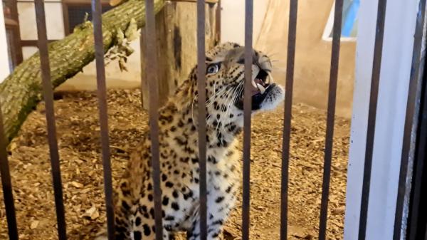 Un leopard de Amur, specie pe cale de dispariţie, a ajuns la grădina zoologică Târgu Mureș