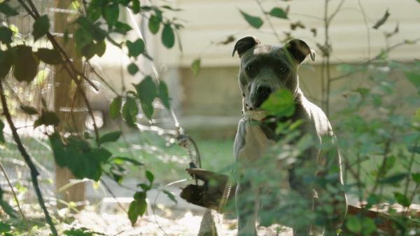 Noi reguli pentru deținerea câinilor în curte. Ce amenzi riscă proprietarii care nu le respectă