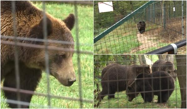 Îngrijirea unui urs costă 7.000 de euro pe an. Sanctuarele care ar trebui să-i adăpostească întârzie să apară