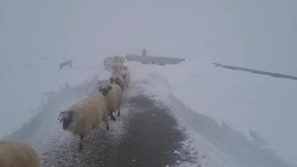 Culoar pentru ciobanii cu oile pe Transalpina, închis din cauza zăpezilor