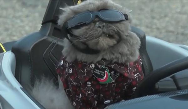 200 de câini au sărbătorit Halloween-ul mai devreme. Un patruped costumat în Elvis Presley, atracţia zilei